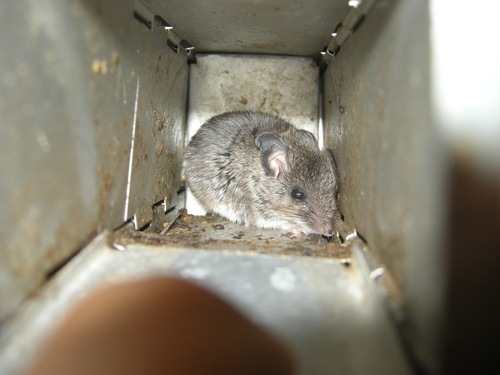 Duct Cleaning Calgary